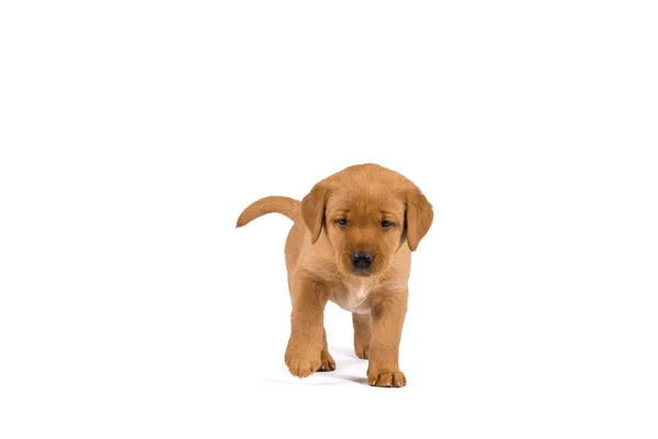 Settimane Vecchio Cucciolo Labrador Isolato Uno Sfondo Bianco Piedi — Foto Stock