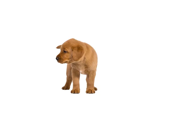 Week Old Labrador Puppy Isolated White Background Standing — Stock Photo, Image