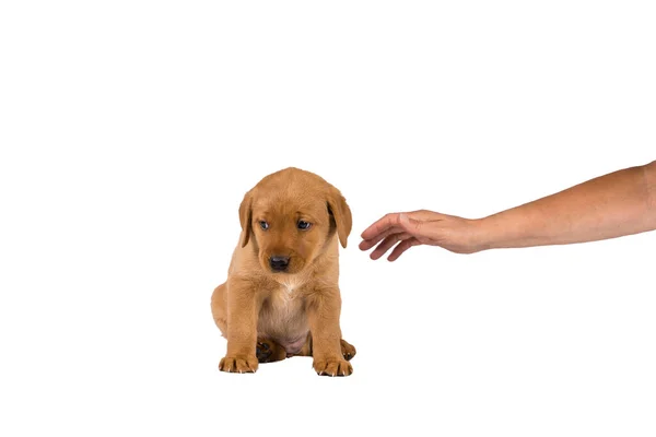 Mão Humana Acariciando Cachorro Labrador Semanas Idade Isolado Fundo Branco — Fotografia de Stock