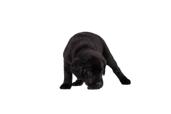 Wochen Alter Labrador Welpe Isoliert Auf Weißem Hintergrund Stehend — Stockfoto