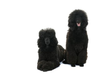 Beyaz arka planda izole edilmiş iki siyah kaniş.