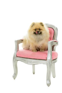 Şirin krema ve kahverengi Pomeranya Dwarf Spitz köpeği beyaz arka planda izole edilmiş pembe bir barok sandalyede oturuyor.
