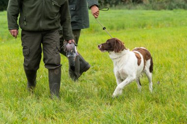 Hollandalı keklik köpeği, Drentse patrijs hond, bir tarlada güvercin tutan iki avcıyla tasmayla yürüyor.