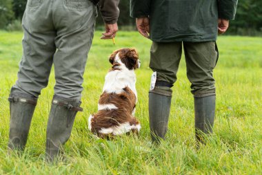 Hollandalı keklik köpeği, Drentse patrijs hond, iki avcının arasında oturmuş gün ışığında test edilmeyi bekliyor.