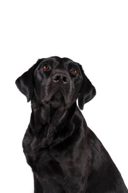 Beyaz arka planda izole edilmiş dişi bir labrador av köpeğinin portresi