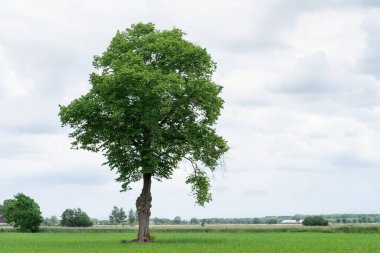 Baharda Hollanda 'da bulutlu bir gökyüzünün altında yeşil bir tarlada tek başına duran güzel bir manzara.