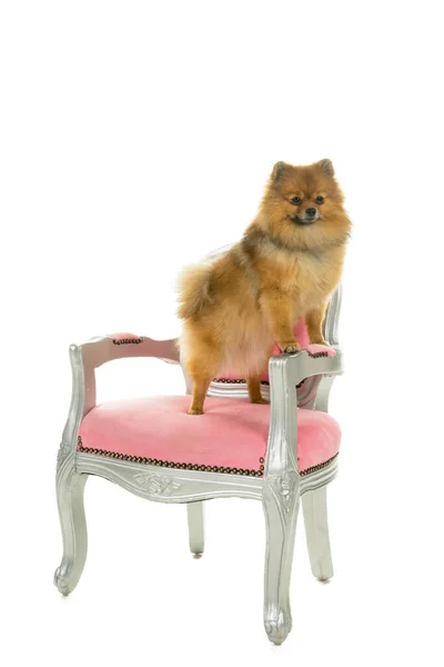 Cute Cream Brown Pomeranian Dwarf Spitz Dog Sitting Pink Baroque — Stock Photo, Image