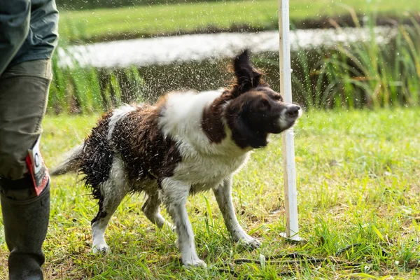 Holandés Perdiz Perro Drentse Patrijs Hond Temblando Para Deshacerse Del — Foto de Stock