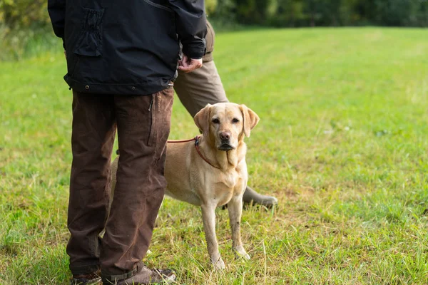 Hunter Com Labrador Amarelo Campo Espera — Fotografia de Stock