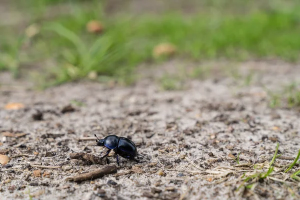荷兰登特里克 一只粪甲虫在石南的一条小径上行走 — 图库照片