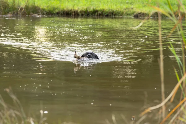 Μαύρο Λαμπραντόρ Κολύμπι Όλη Λίμνη Κυνηγετικό Σκυλί Δοκιμή Κρατώντας Μια — Φωτογραφία Αρχείου