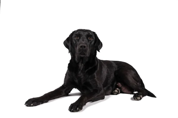 Porträt Einer Schwarzen Labrador Retriever Hündin Isoliert Auf Weißem Hintergrund — Stockfoto