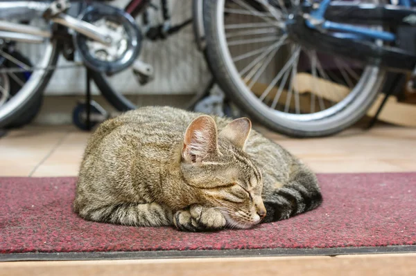 Tabby Katt Sover Röd Dörrmatta Dörröppningen Garaget Med Cyklar Och — Stockfoto