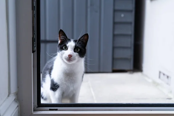 Czarno Biały Kot Domowy Siedzi Progu Przed Drzwiami Kuchni Czeka — Zdjęcie stockowe