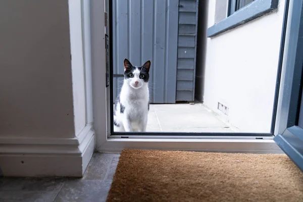 台所のドアの前の玄関口に座っている黒と白の国内猫 待っていると中に入ることを求める — ストック写真