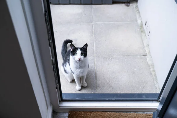 台所のドアの前の玄関口に座っている黒と白の国内猫 待っていると中に入ることを求める — ストック写真