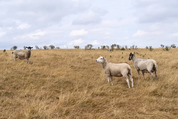 Wypas Owiec Angielskim Krajobrazie Maiden Castle Pobliżu Dorchester Dorset Wielka — Zdjęcie stockowe