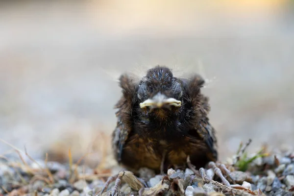 Закрытие Молодёжи Blackbird Turdus Merula После Выпадения Гнезда — стоковое фото