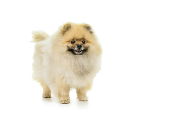 Crema Blanco Pomerania Enano Spitz Perro Aislado Sobre Fondo Blanco — Foto de Stock