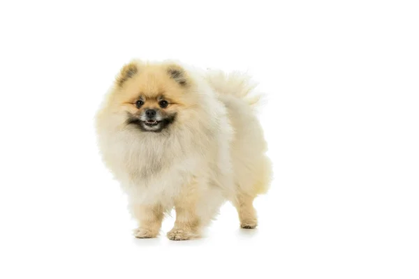 Crème Witte Pommerse Dwerg Spitz Hond Geïsoleerd Een Witte Achtergrond — Stockfoto