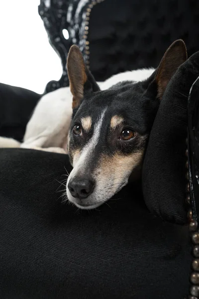 Holandês Boerenfox Terrier Cão Sentado Uma Cadeira Frente Para Câmera — Fotografia de Stock