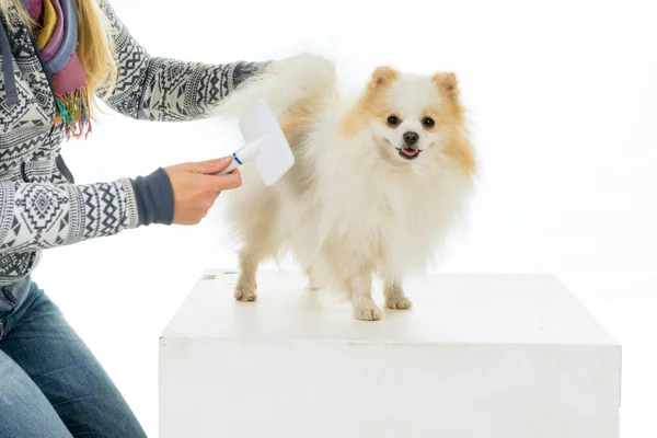 Beyaz bir arka planda, beyaz bir Pomeranya köpeğinin tımar edilip taranması
