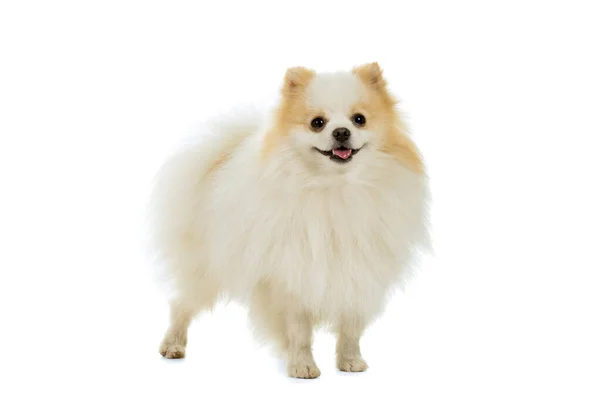 Krém Bílá Pomeranian Trpasličí Špice Pes Izolovaný Bílém Pozadí — Stock fotografie