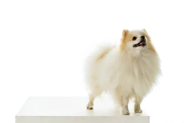 Creme Branco Pomeranian Cão Anão Spitz Isolado Fundo Branco — Fotografia de Stock