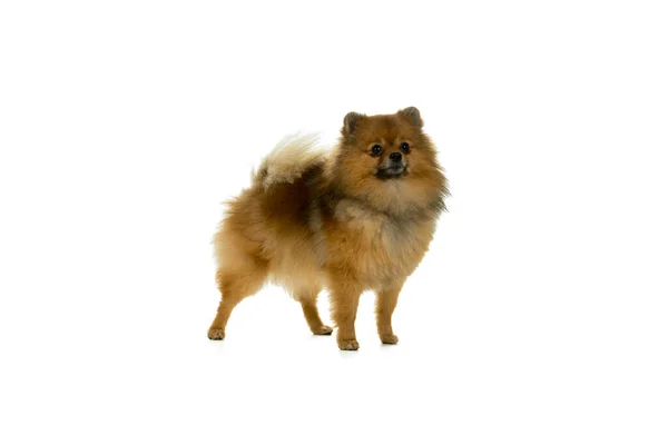 Brown Pomeranian Cão Anão Spitz Isolado Fundo Branco — Fotografia de Stock