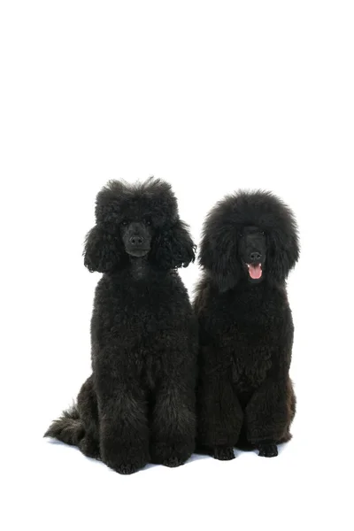 白い背景に隔離された2匹の黒いキングプードル犬 — ストック写真