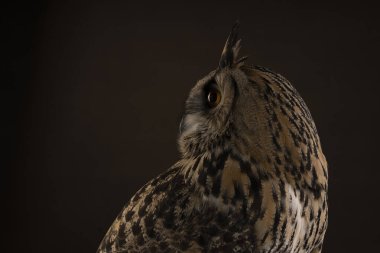 Türkmenistan Kartalı baykuşu / bubo bubo bubo turkomanus profili.