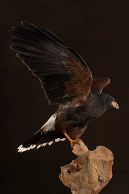 A studio portrait of a bird of prey close up, Harris's hawk (Parabuteo unicinctus) sitting on a trunk of a tree with a brown and black background clipart