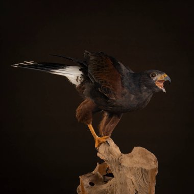 Yırtıcı bir kuşun stüdyo portresi, Harris 'in şahini (Parabuteo unicinctus) kahverengi ve siyah arka planı olan bir ağacın gövdesinde oturmaktadır.