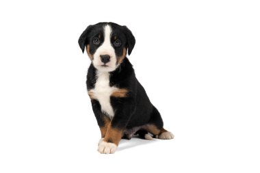 Appenzeller Dağı 'nın portresi Sennen Köpek yavrusu beyaz bir arkaplanda tek başına oturuyor.