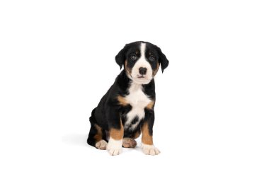 Appenzeller Dağı 'nın portresi Sennen Köpek yavrusu beyaz bir arkaplanda tek başına oturuyor.