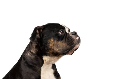 Eski bir İngiliz Bulldog 'unun beyaz arka planda izole edilmiş portresi.