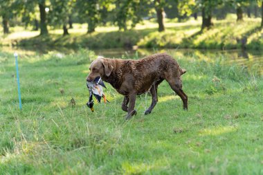 Kahverengi Chesapeake Bay Retriever sahibi avcı için ördek getiriyor.