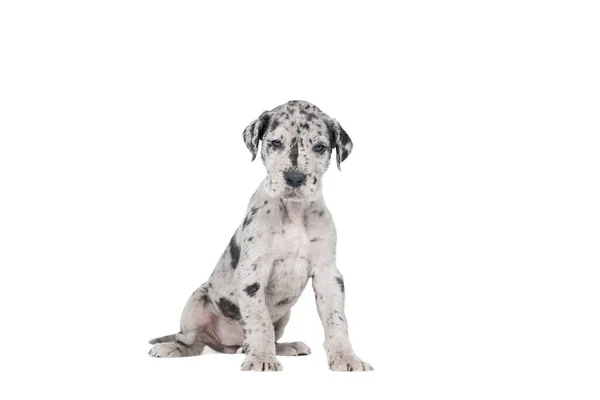 Een Pup Van Grote Deen Hond Duitse Hond Grootste Hondenras — Stockfoto