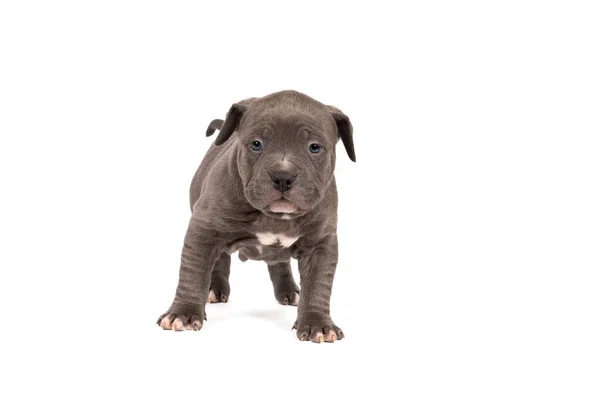 Purebred American Bully Bulldog Pup Blue White Fur Standing Looking — Stock Photo, Image