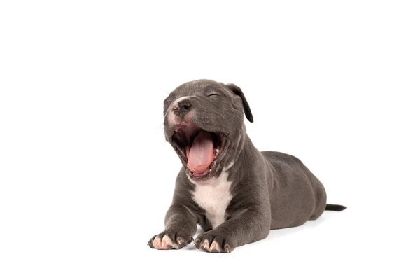 Bully Americano Raça Pura Cansado Bocejo Cachorro Bulldog Com Pêlo — Fotografia de Stock