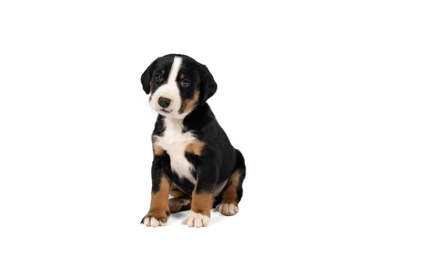 Appenzeller Dağı 'nın portresi Sennen Köpek yavrusu beyaz bir arkaplanda tek başına oturuyor.