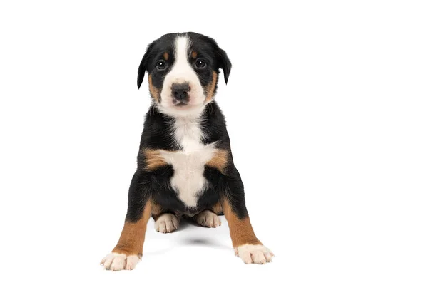 Portret Van Een Appenzeller Mountain Sennen Hondenpup Zit Geïsoleerd Tegen — Stockfoto