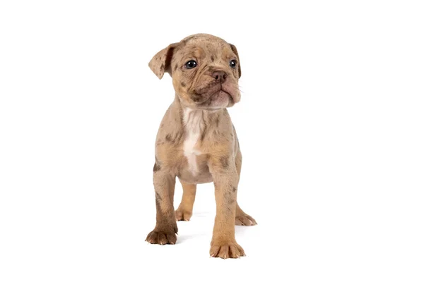 Retrato Cachorro Bulldog Inglês Antigo Isolado Contra Fundo Branco — Fotografia de Stock