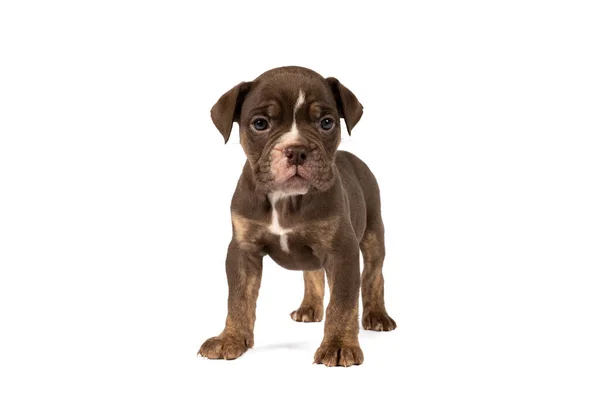 Retrato Cachorro Bulldog Inglês Antigo Isolado Contra Fundo Branco — Fotografia de Stock