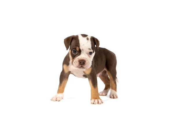 Portret Van Een Oude Engelse Bulldog Pup Geïsoleerd Tegen Een — Stockfoto