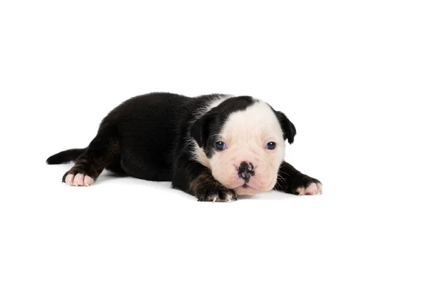 Retrato Cachorro Três Semanas Idade Old English Bulldog Deitado Isolado — Fotografia de Stock