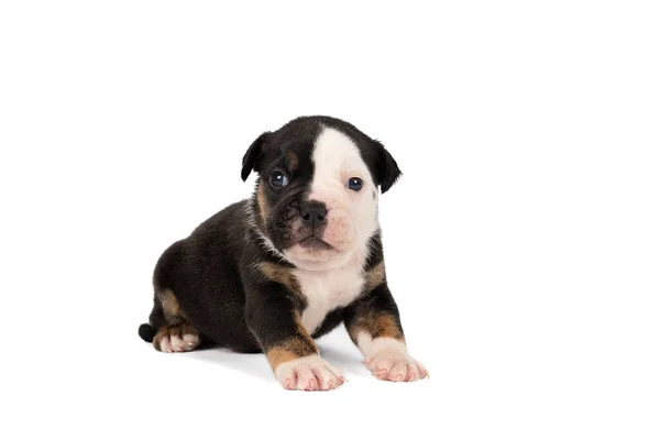 Retrato Cachorro Bulldog Inglés Viejo Tres Semanas Edad Acostado Aislado —  Fotos de Stock