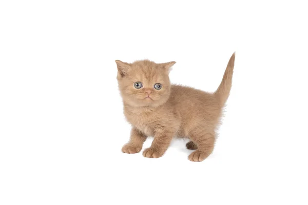 白を背景にシナモンの小さな英国の短髪子猫 — ストック写真