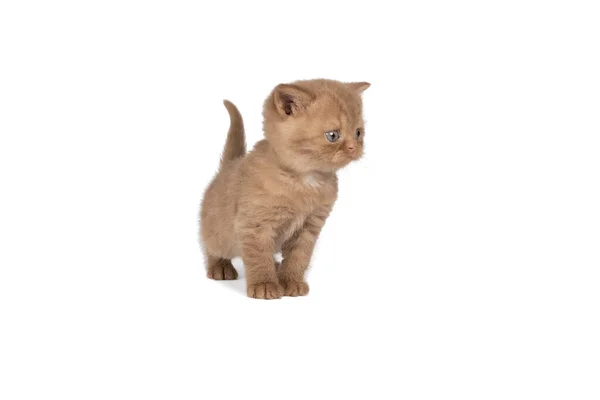 Beyaz Arka Plana Karşı Tarçınlı Küçük Ngiliz Shorthair Kedi Yavrusu — Stok fotoğraf