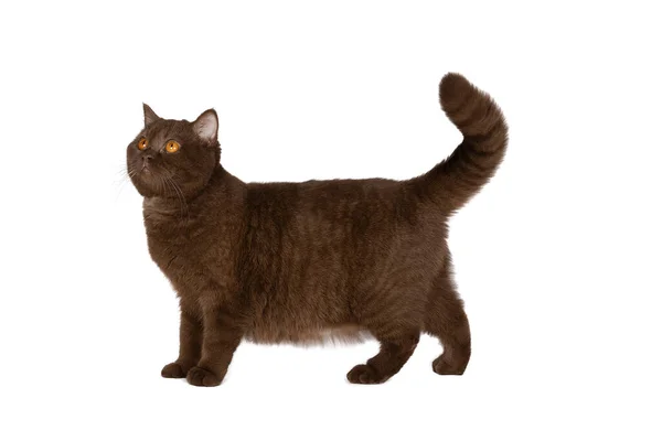 Chat British Shorthair Femelle Chocolat Sur Fond Blanc — Photo